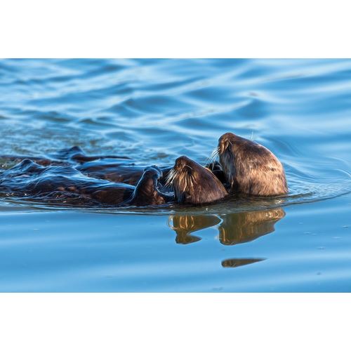 Haddad, Sheila 아티스트의 A juvenile and mother sea otter float together serenely in Moss Landing Harbor-California작품입니다.